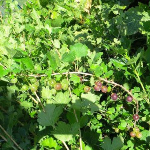The Upside Of Gooseberries
